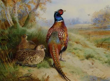 Cock and Hen Pheasant at Edge of the Woods by Thorburn